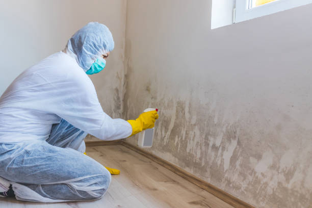 Licensed Basement Mold Remediation service in Stephenson, VA - WQB Mold Removal
