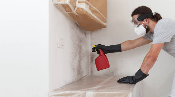 Professional Basement Mold Remediation technician working in Stephenson, VA