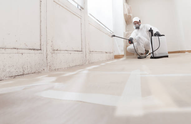 24/7 Emergency Basement Mold Remediation experts in Stephenson, VA