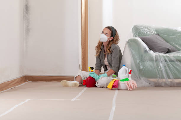 Reliable Basement Mold Remediation contractor in Stephenson, VA by WQB Mold Removal