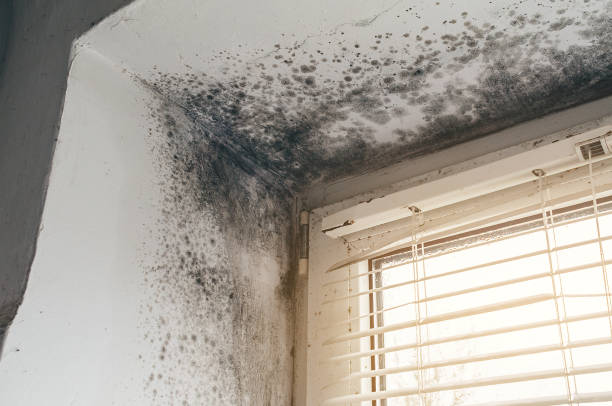 Affordable Basement Mold Remediation solutions in Stephenson, VA